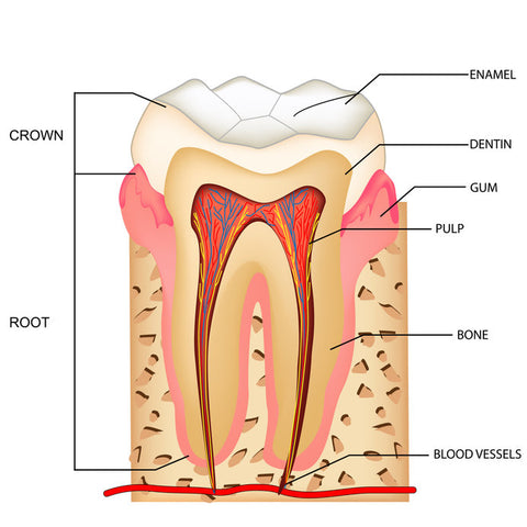 Potassium Nitrate Blocks the dentinal tubules thus reducing tooth sensitivity.