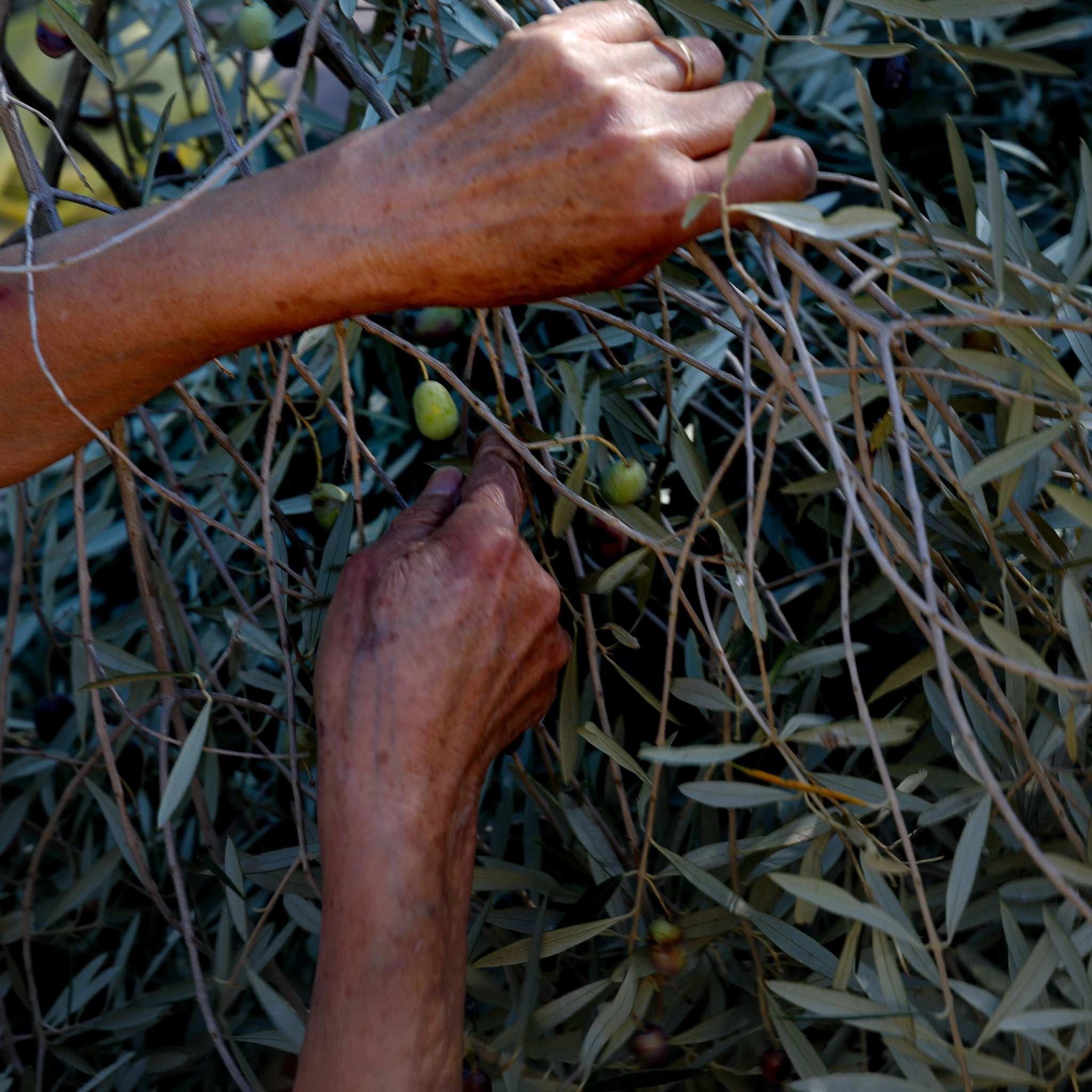 Huile d'olive un savoir-faire ancestral - Azul Cosmetique