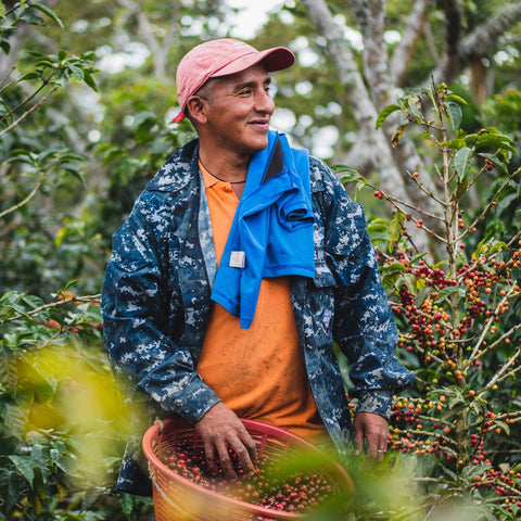 coffee farming in Guatemala