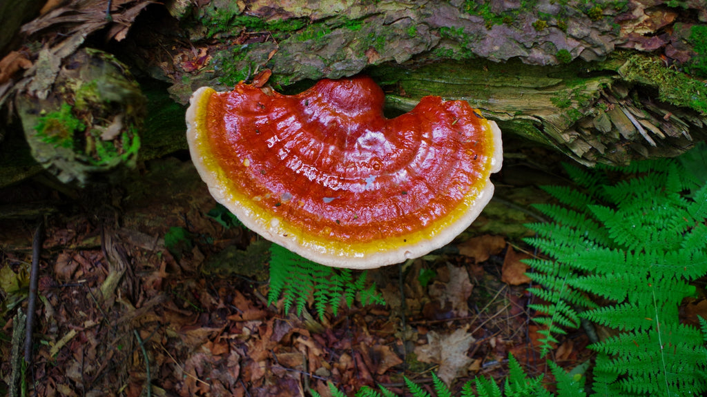 Chinese Reishi Mushroom