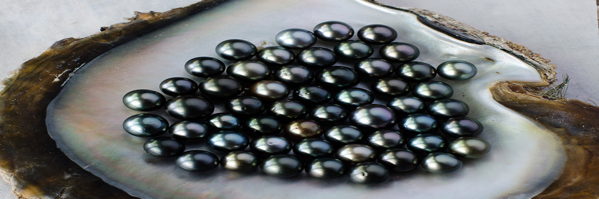 Overview of Black Pearl Varieties