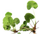 Centella Asiatica 0,1%