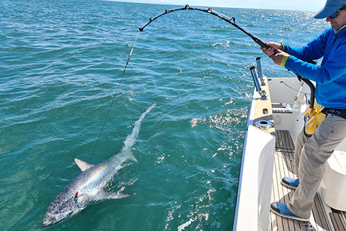 400lb Porbeagle Shark Jigged Up on Spinning Rod! 