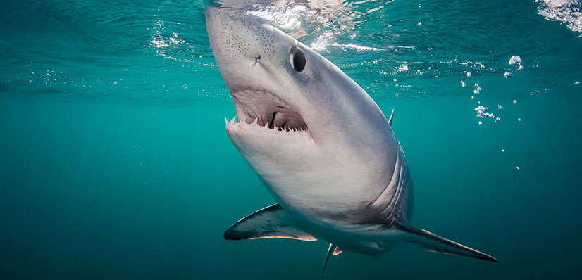 Porbeagle Sharks