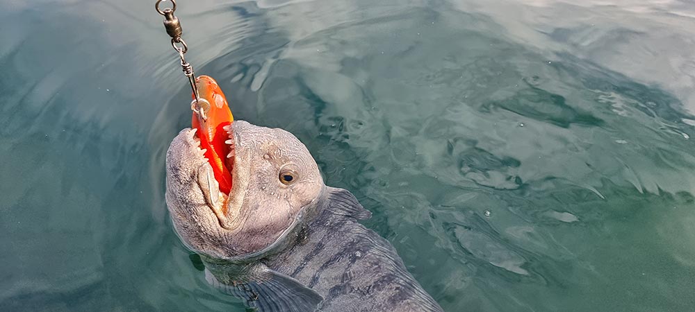 Halibut Fishing in Norway Under the Midnight Sun - Rok Max