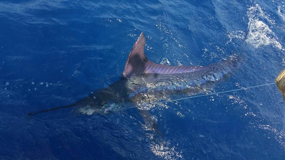 Stunning Striped Marlin