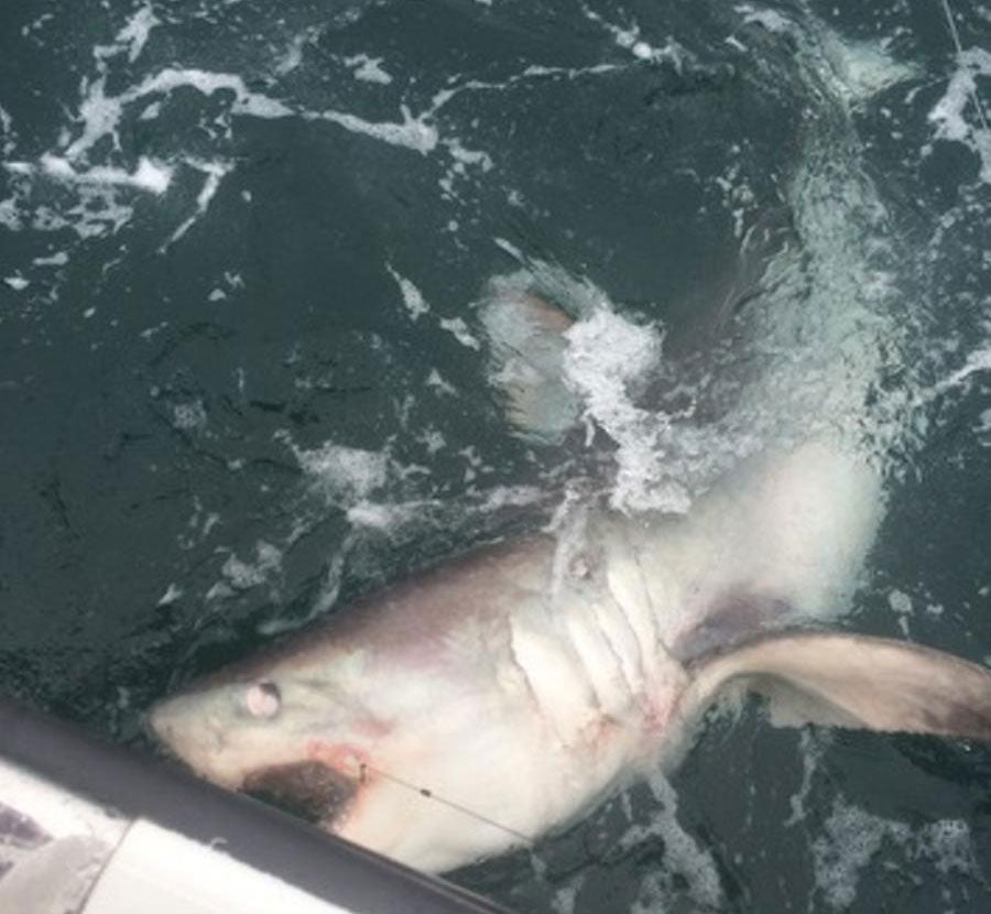 Huge JAWS porbeagle shark