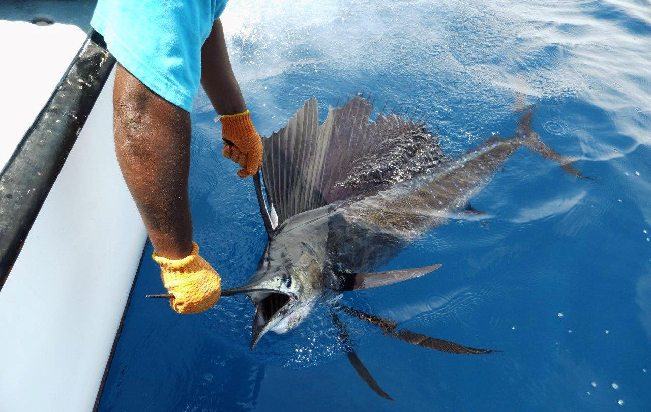 Landing a fish carefully in Kenya