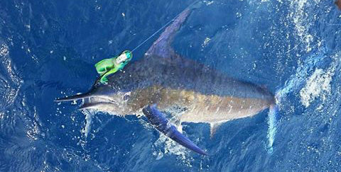 Striped Marlin Caught in Difficult Conditions