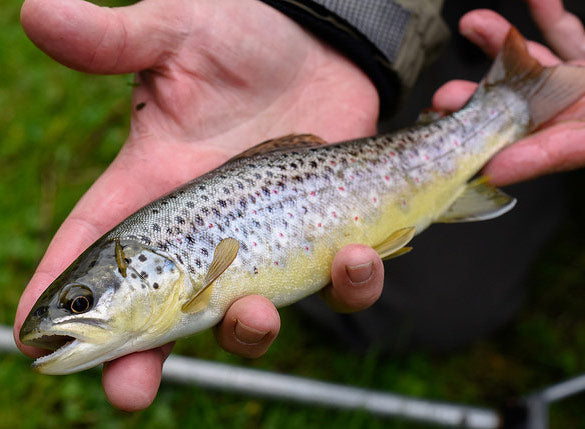 River Test Trout