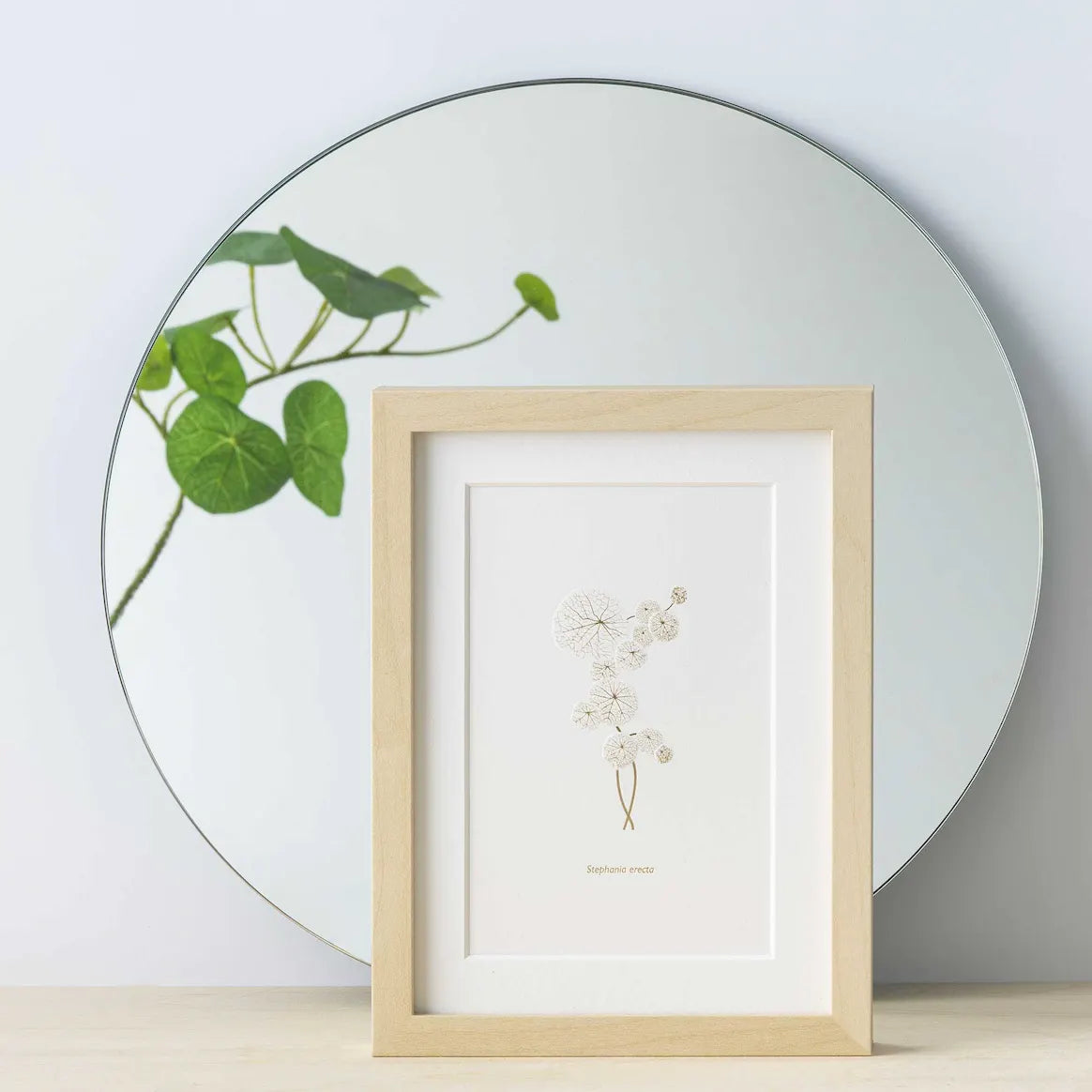 Stephania Erecta Kunstdruck