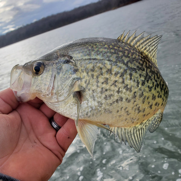 Best BOBBER for Crappie Fishing?!  How to CATCH crappie with a bobber 