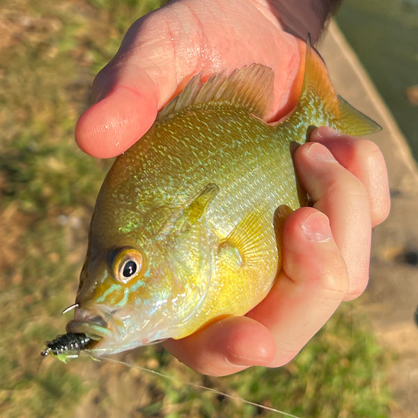 Split-Tail Minnows - Best Crappie & Bass Micro Finesse Fishing