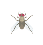 MOSCA DOMESTICA