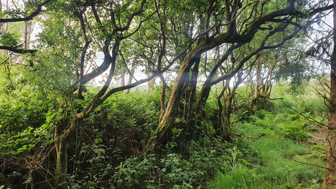 Native woods Ireland