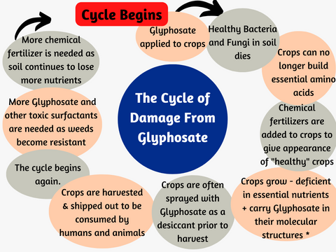 The Cycle of Damage From Glyphosate