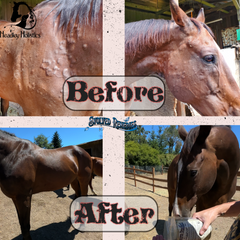 Organic Black Cumin Seed Press Cake Helped Heal Our Horses Allergic Reaction Welts