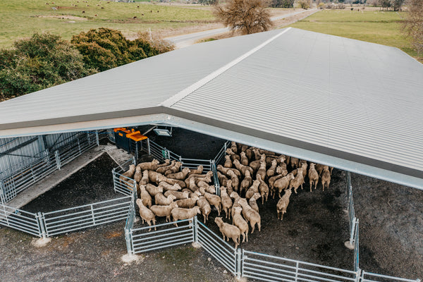 Sheep shed