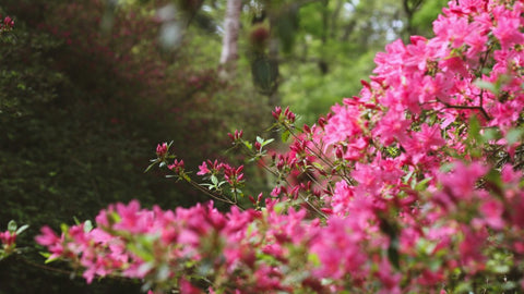 Azaleas