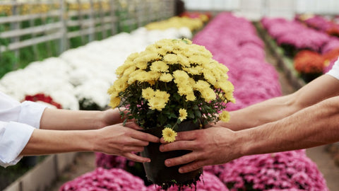 Chrysanthemums