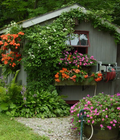 Flower covered shed