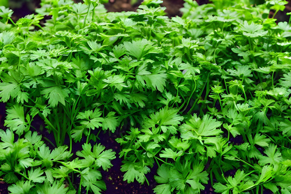 Coriander: The Global Favourite
