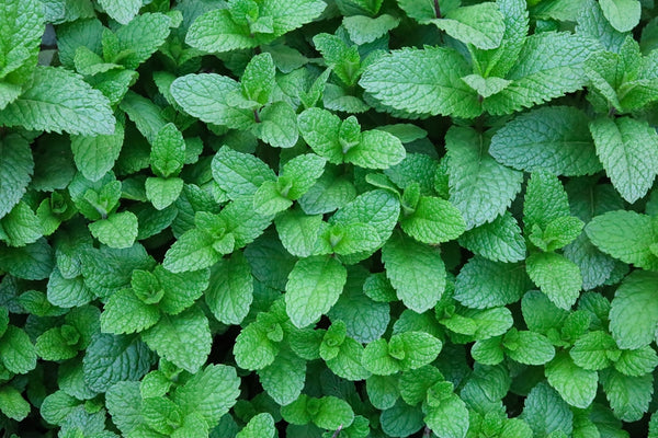 Mint: The Cool and Refreshing Choice