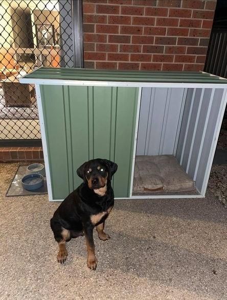 Dog with dog kennel on his back