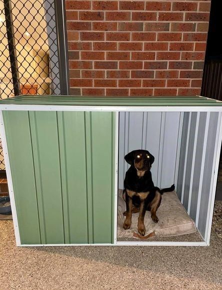 dog inside dog kennel