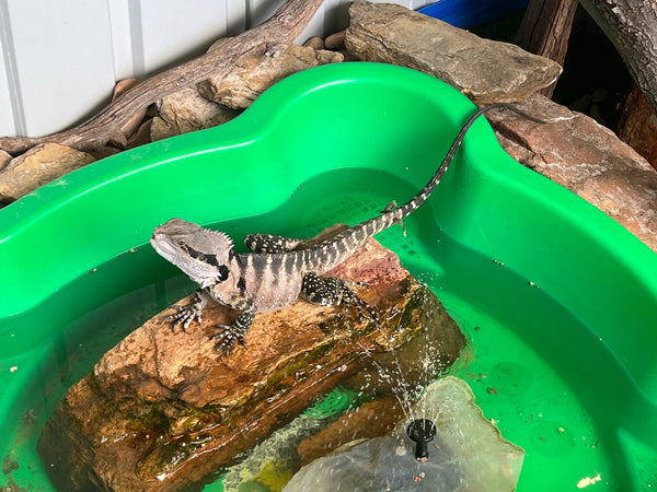 Australian Water Dragon