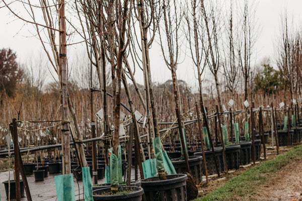 Fruit trees in a garden