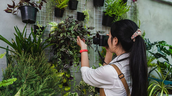 Eco Friendly Blog Living Walls and Vertical Gardens