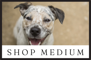 shop medium sized dog accessories