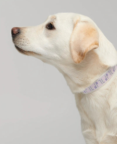 By Scout Hemp Fibre Trove Adjustable Dog Leash Dog Leash By Scout Silver Circle Pets 