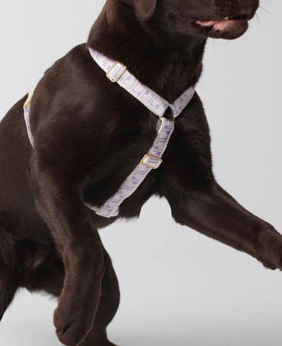 By Scout Hemp Fibre Trove Dog Harness Dog Harness By Scout Silver Circle Pets 