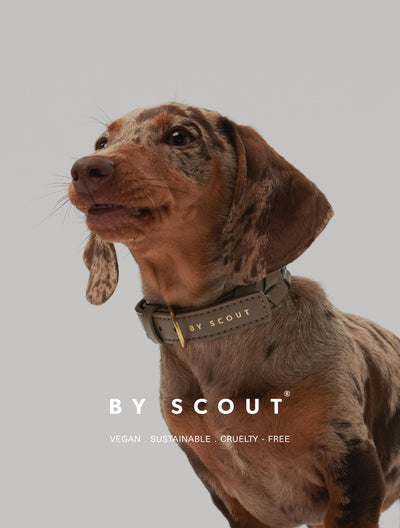 By Scout Hemp Fibre Trove Dog Collar