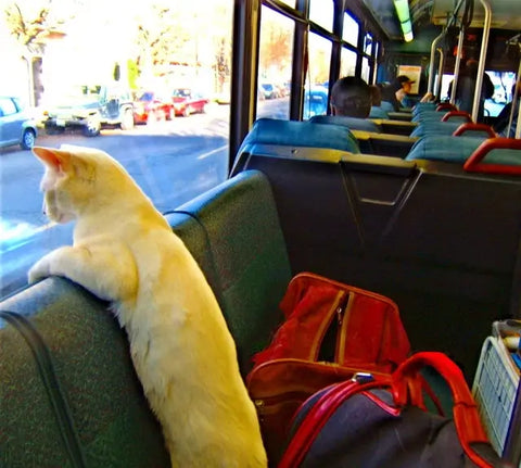 are pets allowed on buses?