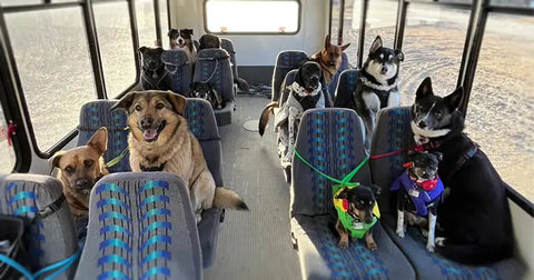dogs sat on the bus - Can dogs sit on bus seats?