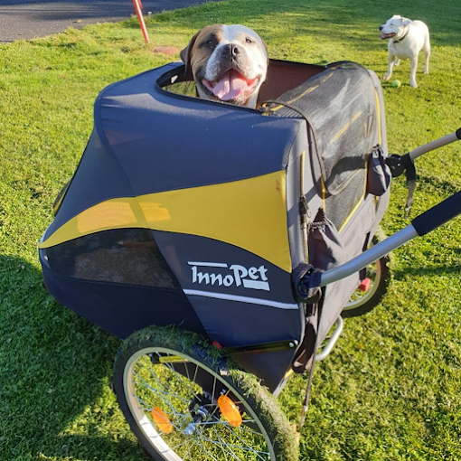 Innopet Hercules 2.0 XL with a dog sat in it