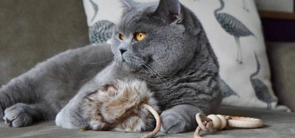 labbvenn MUSSE cat toy - silver circle pets