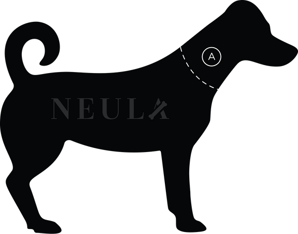 neula the dog vegan leather size chart