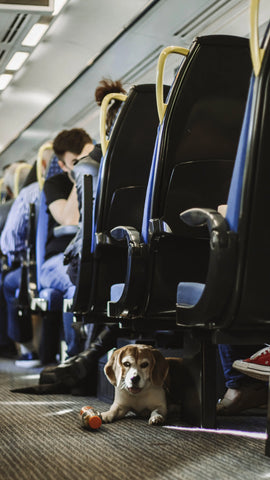 are dogs allowed on trains?