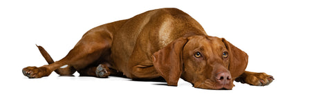 a kurzhaar dog laid down with a white background