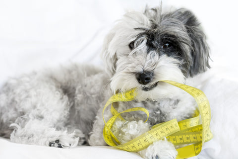 small dog biting tape measure