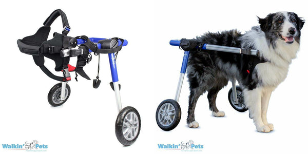 a side by side comparison of the rear dog wheels4dogs wheelchair and how it fits on your dog