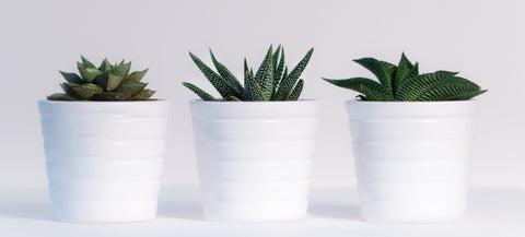 Trois plantes vertes grasses dans des pots blanc