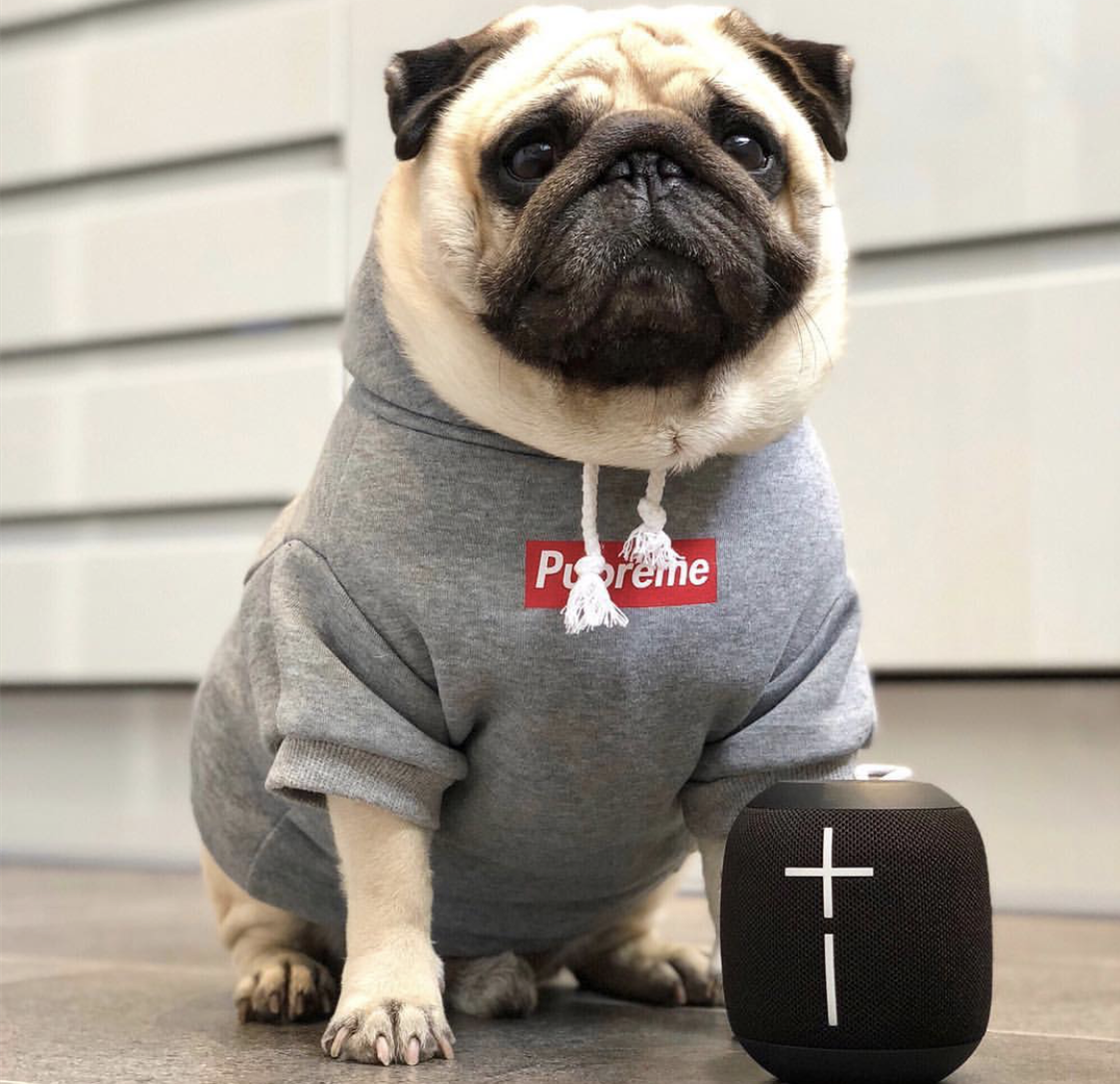 Pawlenciaga \u0026 Pupreme Luxury Dog Hoodie 