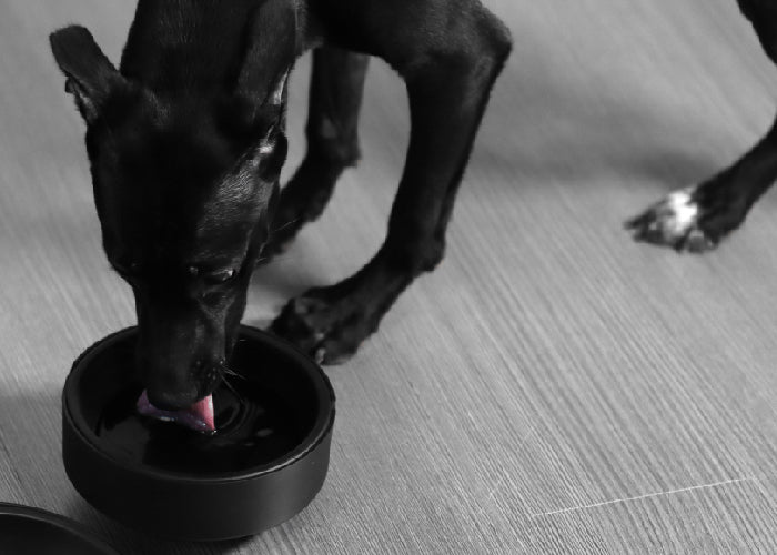 MATTTE犬猫用フラットボウル　容量