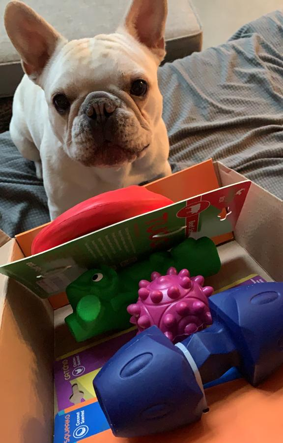 Dog With dog Toys Box