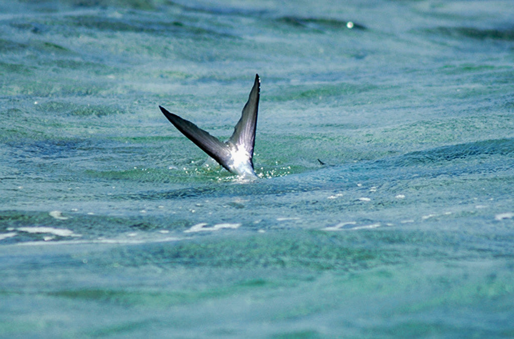 Tailing permit are one of the more exciting scenarios in all of sight-fishing